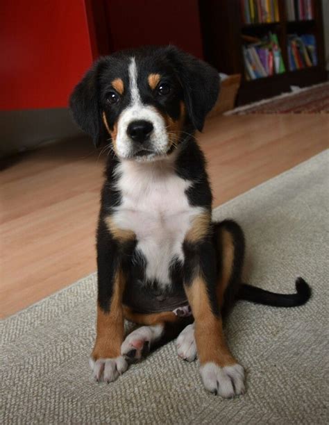 Mix entlebucher/ grote zwitser