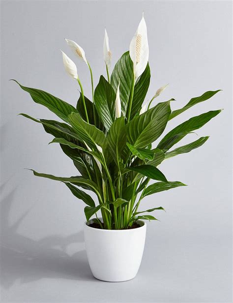 Peace Lily Air Purifying Plant - Easy Care Low Light Houseplant, Housewarming Present, Sympathy ...