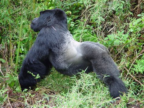 1 Day Rwanda Gorilla Trekking Tour - Congo Gorilla Safaris Tours