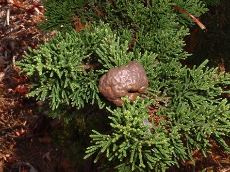 Cedar Apple Rust - Tree Top Nursery & Landscape Inc.