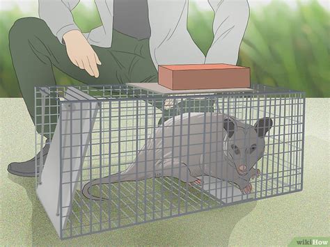 How to Trap a Possum: 10 Tips from Pest Control Experts