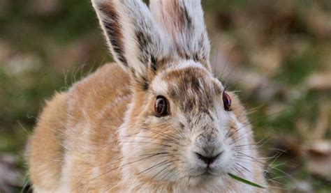 Snowshoe Hare - Facts, Diet & Habitat Information