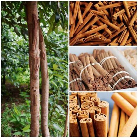 Guide: How To Grow Cinnamon | Hydroponic growing, Hydroponic farming, Hydroponic gardening