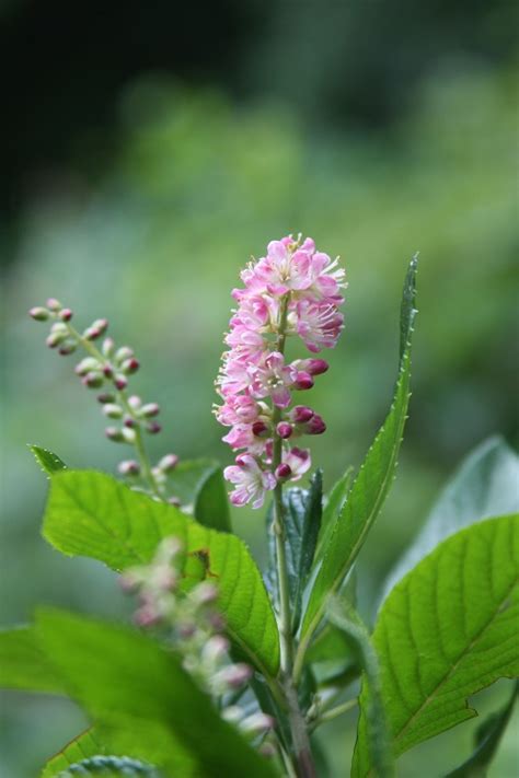 Pink sweet-pepperbush Clethra alnifolia Pink Spire from New England ...