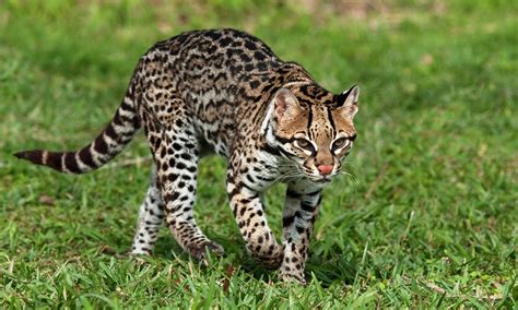 Ocelot cat, Leopardus pardalis, Is an ocelot dangerous animal?