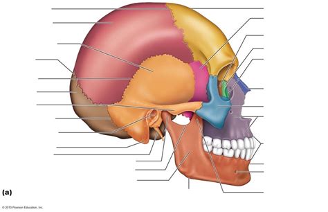 Skull - Lateral View Diagram | Quizlet