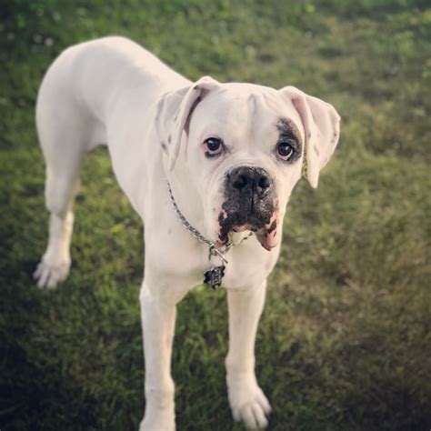 63+ All White Boxer Puppy Pic - Bleumoonproductions