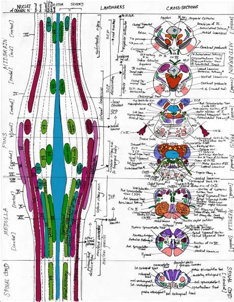 In vertebrate anatomy the brainstem (or brain stem) is the posterior ...