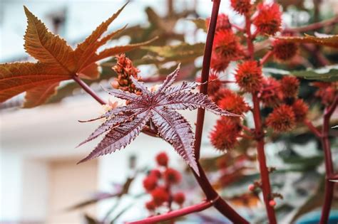 Premium Photo | Castor oil plant