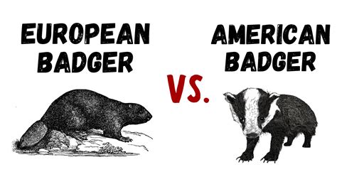 European Badger Vs American Badger: The Differences [Infographic]