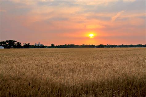 Kansas Wheat Field at Sunset | Sunset over a wheat field nea… | Flickr