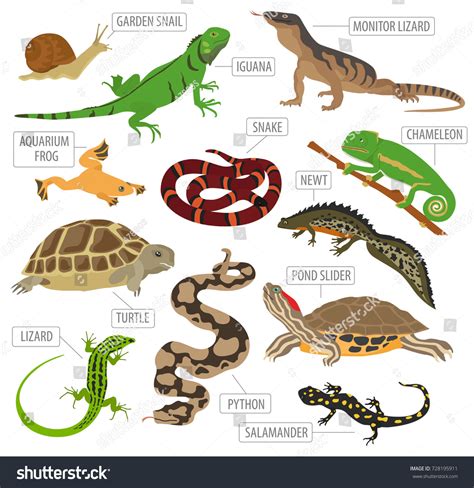 Reptiles: Over 314,852 Royalty-Free Licensable Stock Illustrations & Drawings | Shutterstock