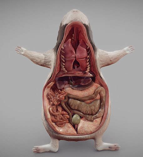 3D model Guinea Pig Internal Anatomy VR / AR / low-poly | CGTrader