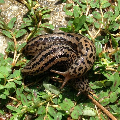 The Double Life of the Slimy, Acrobatic Leopard Slug - The New York Times