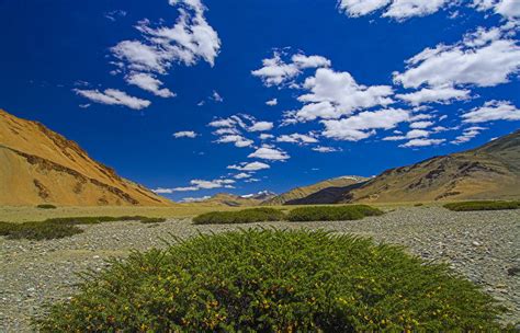 The Guide: Changthang Wildlife Sanctuary | RoundGlass | Sustain