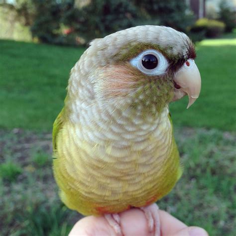 Yoshi is a female cinnamon green cheek #conure #parrot - By: Annie Gavin | Conure parrots ...