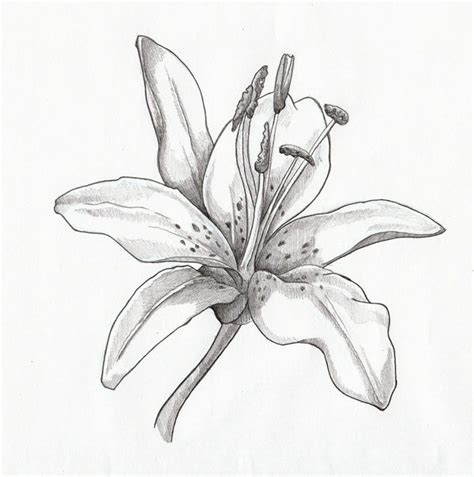 Lilies drawing - Google Search | Lilies drawing, Flower drawing, Drawings