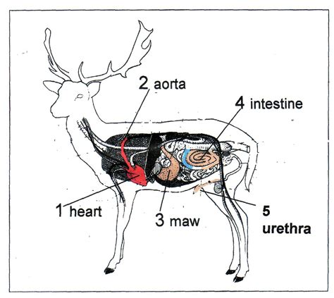 Whitetail Deer Anatomy Diagrams - Wiring Diagram Pictures