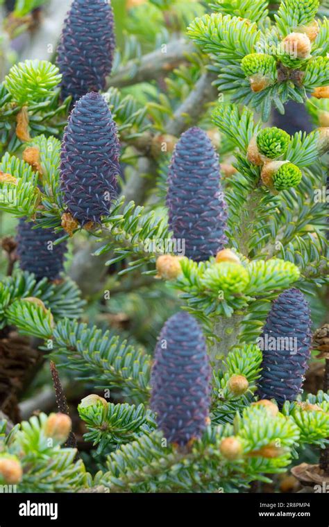 Conifer Cones Blue Abies koreana Female cones Erect Abies koreana "Bonsai Blue" Fir Coniferous ...