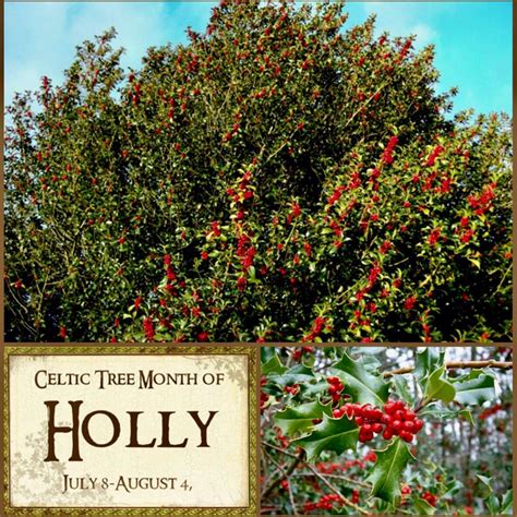 The Celtic Tree Month of Holly begins today🌳☘️... 🍀🌙🙏🏻 : r/Witch