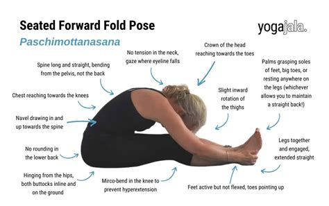 Paschimottanasana Anatomy