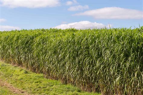 Meet The Tallest Grass In The World