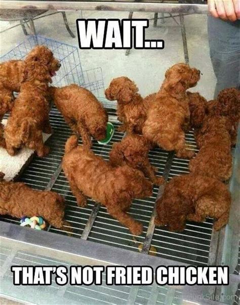 Funny Animal Pictures Funny Dog Pictures » Fried Chicken Funny Photo