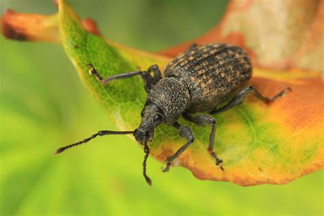 Vine Weevil – wildlifemacro