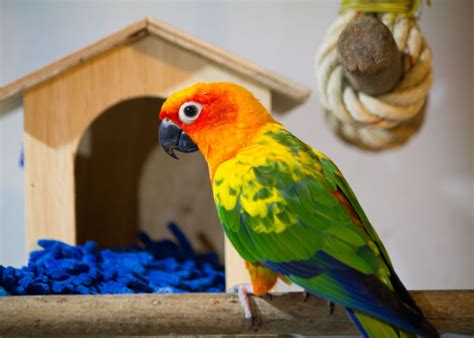 Dealing With Screaming in Birds - The Happy Chicken Coop