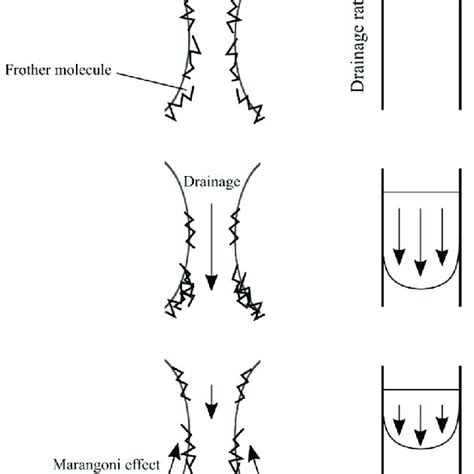 Visualization of the Marangoni effect to resist drainage. Adapted from... | Download Scientific ...