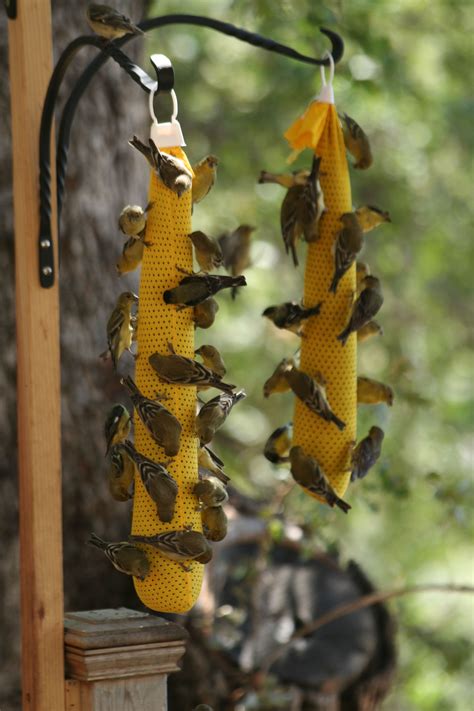 Yellow finch fast food station | Yellow finch, Finches bird, Bird feeders