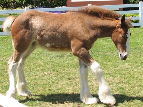 Clydesdale Horses Wallpaper - WallpaperSafari