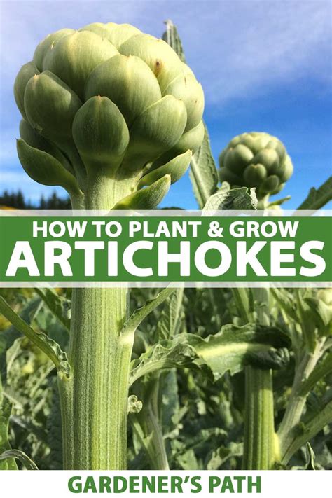 How to Plant and Grow Artichokes | Gardener’s Path