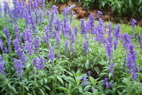 Purple salvia flowers wth the nature — Stock Photo © seagamess #68670653