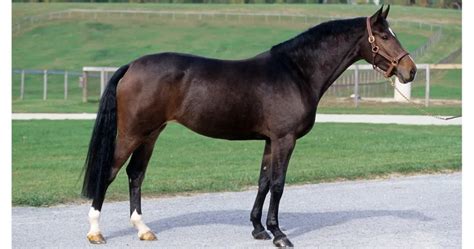 Holsteiner Horse Breed Info & Facts