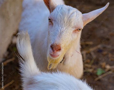 The Saanen, is a Swiss breed of domestic goat. Goat breeding. The male goat importune to the ...