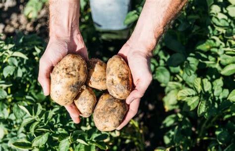 The Best Blight Resistant Potato Varieties To Plant