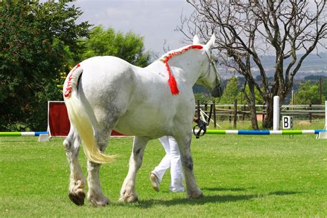 Summerwind Percheron: Percheron SA National Championship Show ~ Horse ...