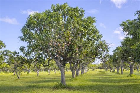 Mango Tree in a Mango Grove Stock Image - Image of vitamins, production ...