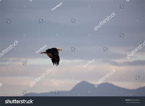 Bald Eagle Flying High Over Mountain Stock Photo 665438641 | Shutterstock