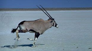 Gemsbok | Description, Coloration, Size, Diet, & Habitat | Britannica