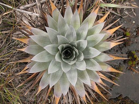 Monte roraima flora | Flora, Succulents, Plants