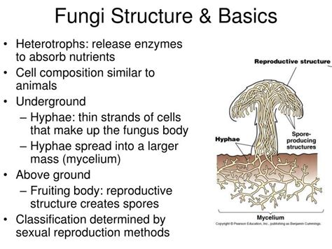 PPT - Kingdom Fungi PowerPoint Presentation - ID:5339961