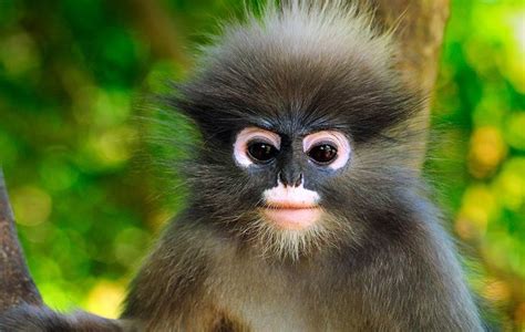 STRANGE FUNNY FACED ANIMALS - WIDE EYED MIL MONKEY! - CUTE! | Animals, Animal planet, Types of ...