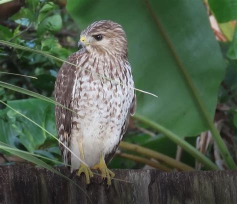 Florida Hawk ID - Help Me Identify a North American Bird - Whatbird ...