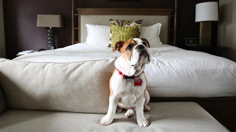 Hotel Manager Has Hilarious Response When Man Asks To Bring His Dog On Vacation – Inner Strength ...