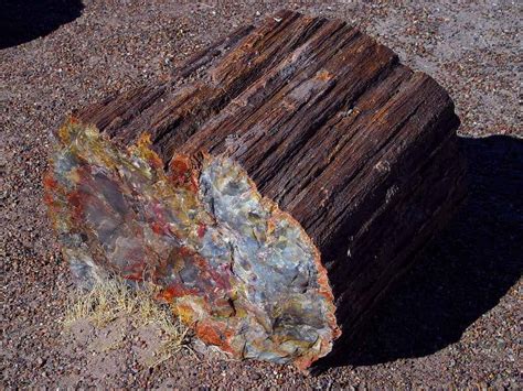 GeoPicture of the Week: Petrified Wood