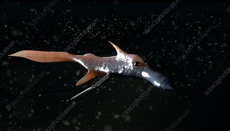 Pacific spookfish - Stock Image - Z600/0275 - Science Photo Library