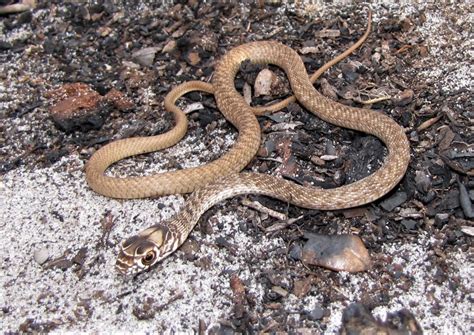 The Coachwhip Snake | Panhandle Outdoors