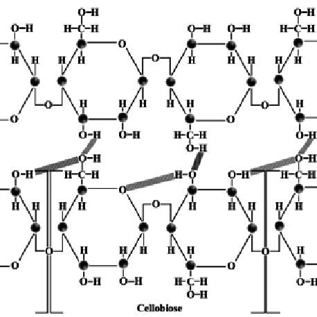 Diagram of a cellulose microfibril. The straight lines represent... | Download Scientific Diagram